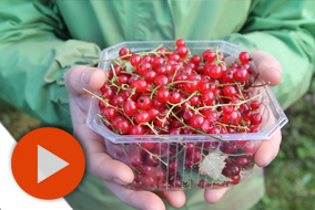 a-morning-at-the-farm